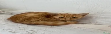British Longhair 1