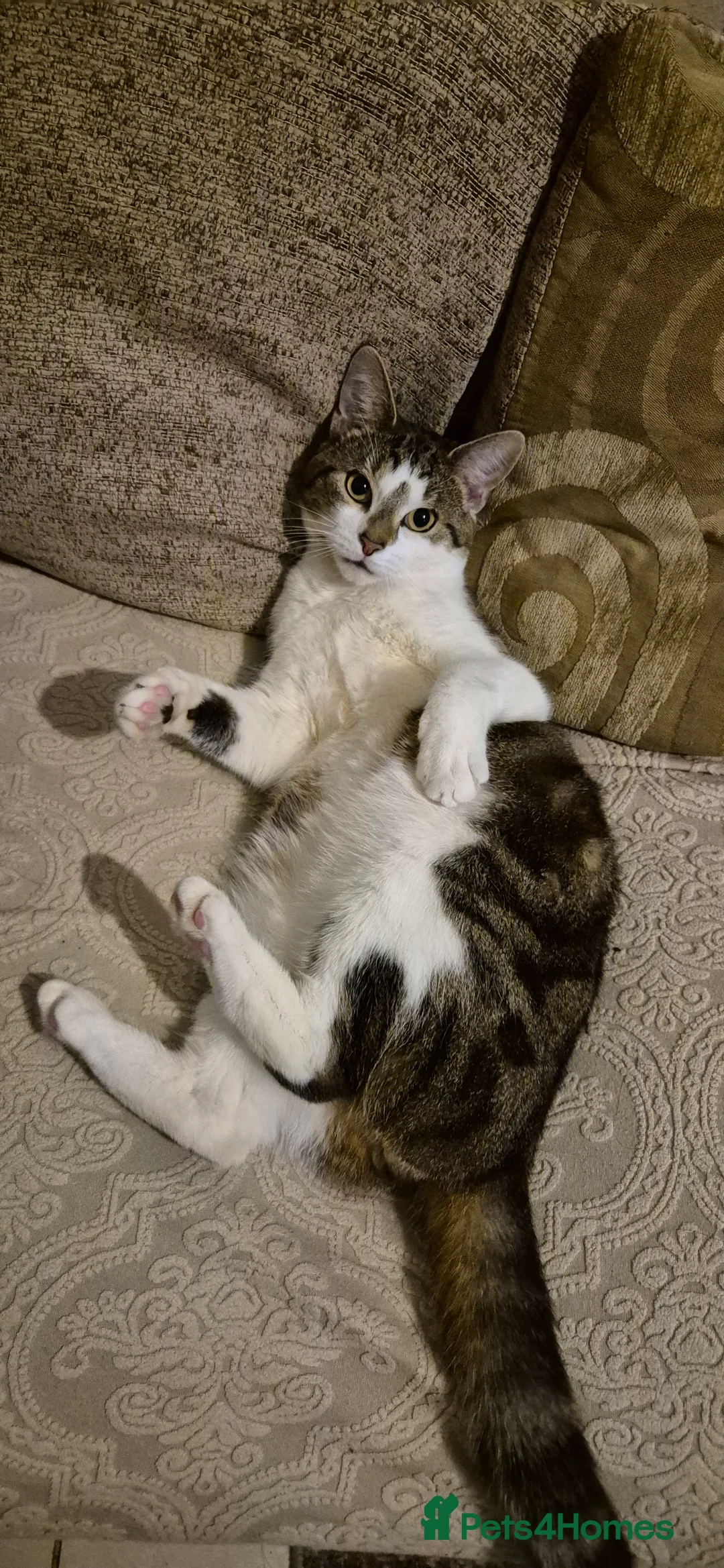 Tibetan cats for sale: Beautiful male cat in Sheffield - Advert 2