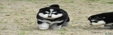 Pomsky 3