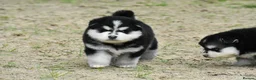 Pomsky dogs for sale: Genuine Pomsky puppies from health tested parents - Advert 19
