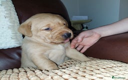 Labrador Retriever dogs for sale: Gorgeous female labrador puppy available Oct 4th  - Image 11