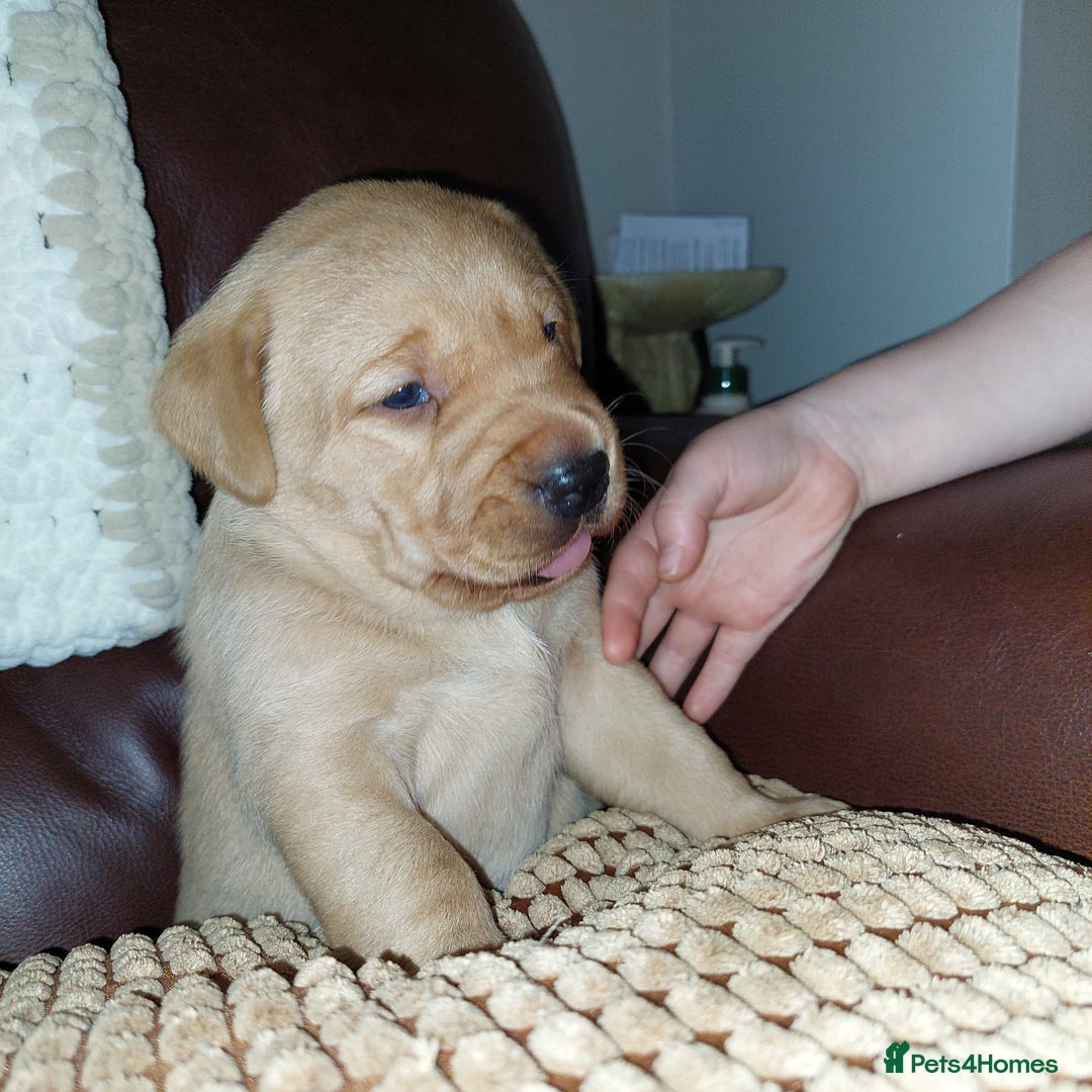 Labrador Retriever dogs for sale: Gorgeous female labrador puppy available Oct 4th  - Image 11