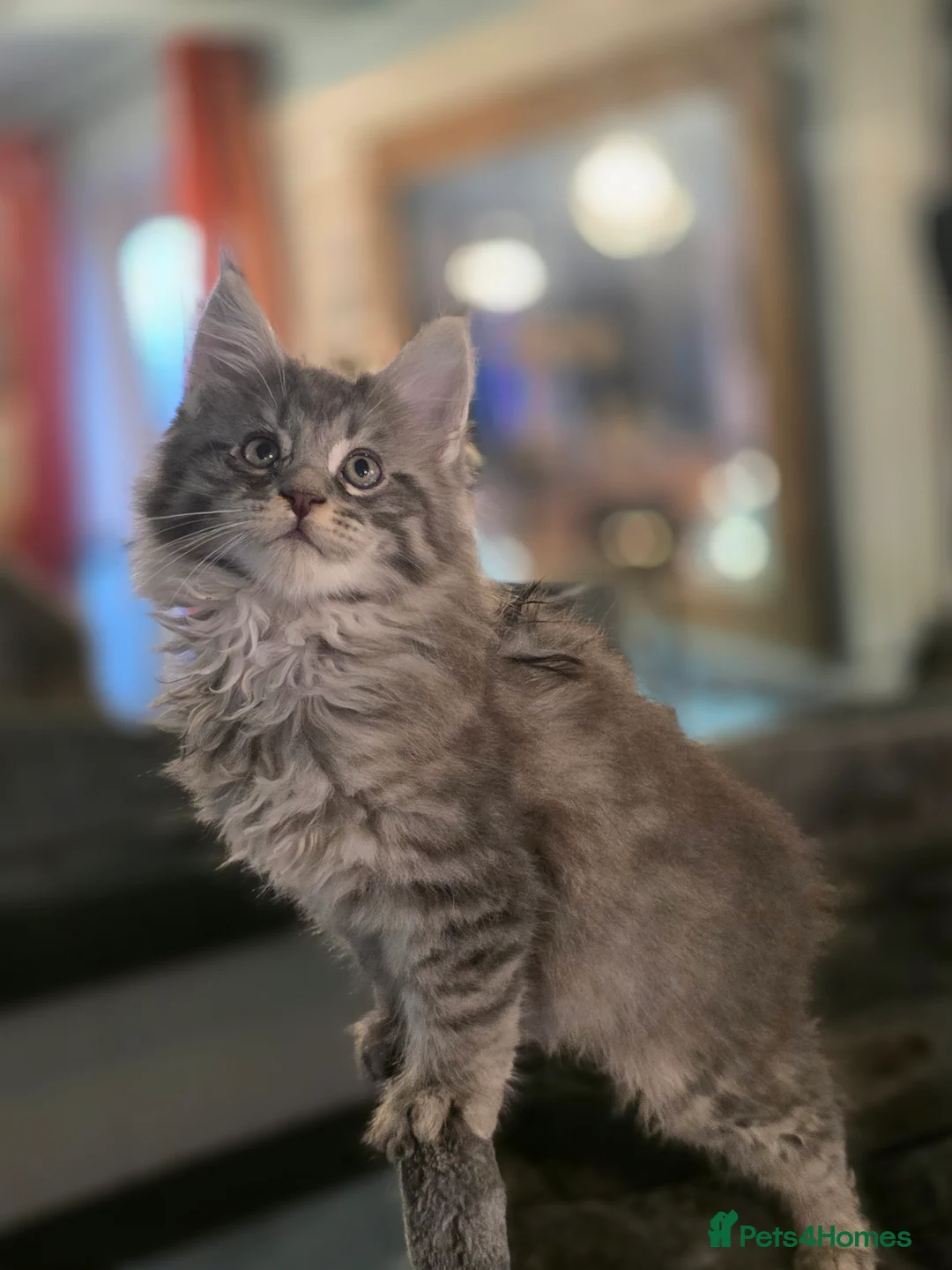 Maine Coon cats for sale: Beautiful blue tabby boy  - Advert 2