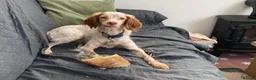 Brittany Spaniel dogs for adoption: Sophie-tiny Brittany with a wonderful personality - Advert 8