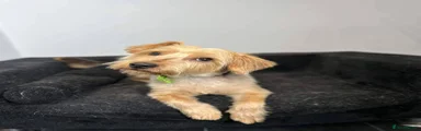 Yorkshire Terrier 2