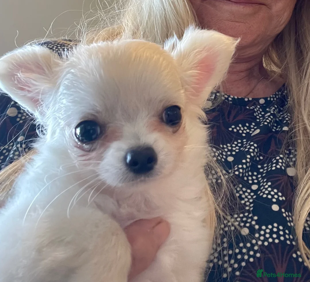 Chihuahua dogs for sale: Longcoat Chihuahua boys in Preston - Advert 4