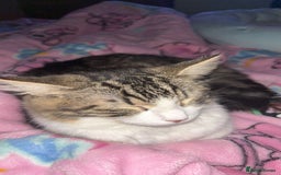 Maine Coon cats for sale: willow maine coon cross begal - Image 5