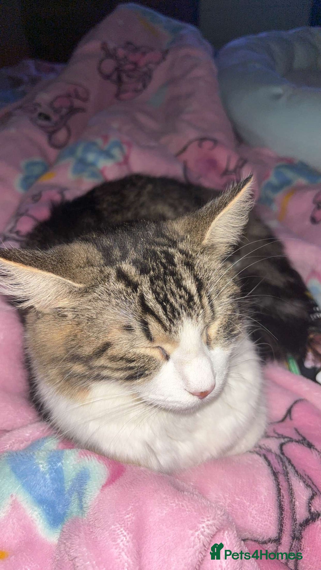 Maine Coon cats for sale: willow maine coon cross begal - Image 5