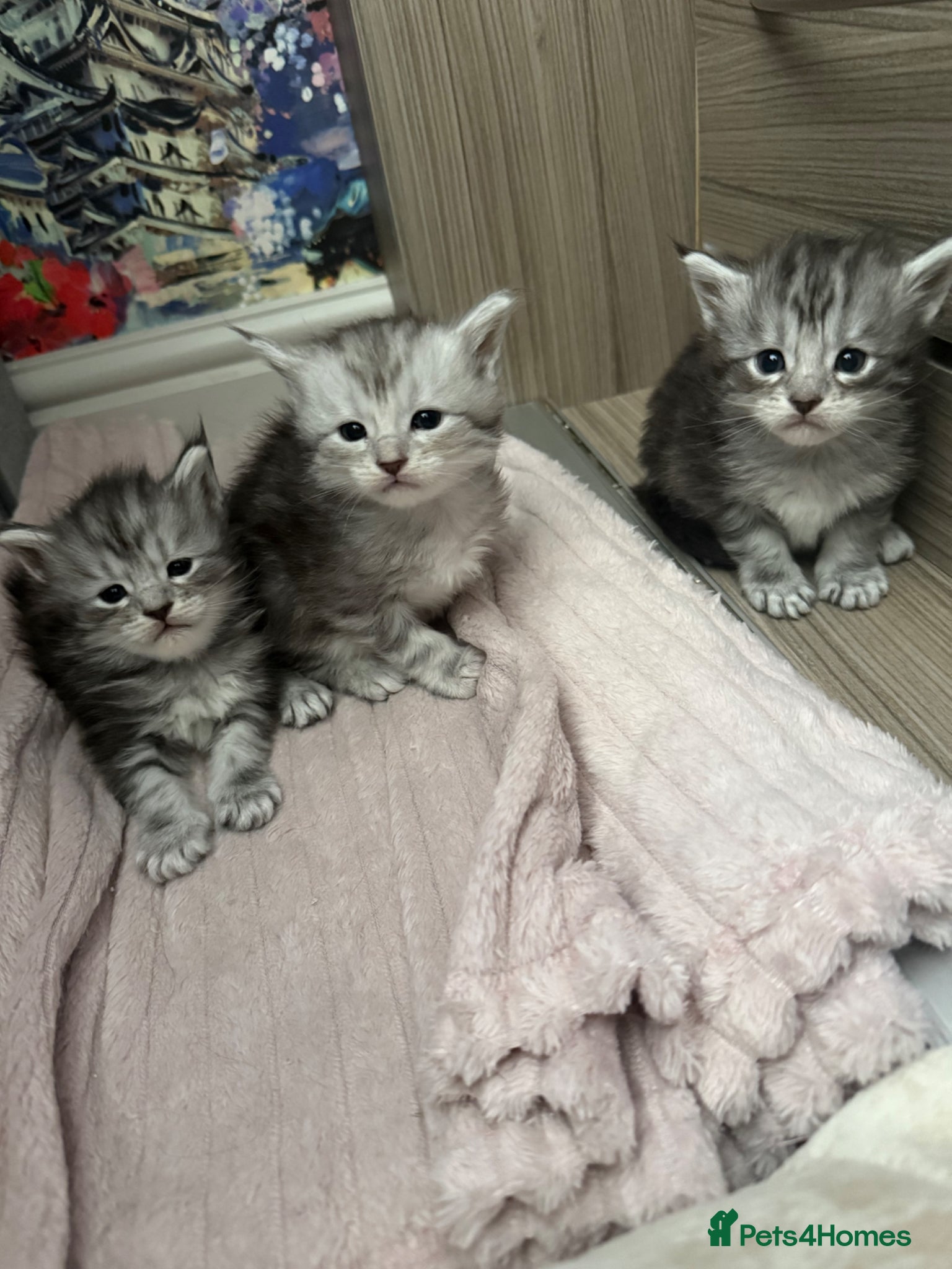 Maine Coon cats Stunning Silver Tabby Maine Coon Females - Advert 11