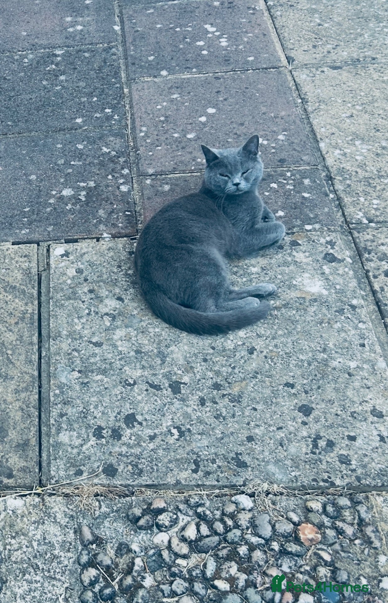 Mixed Breed cats for sale: British Shorthair cat and kitten 🐈 - Advert 8