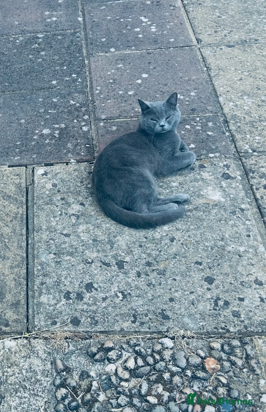 Mixed Breed cats for sale: British Shorthair cat and kitten 🐈 - Advert 1