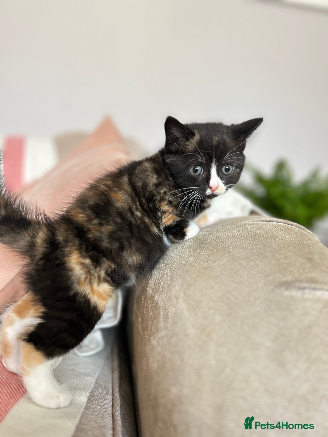 British Shorthair cats for sale: Gorgeous BSH kittens  - Image 9