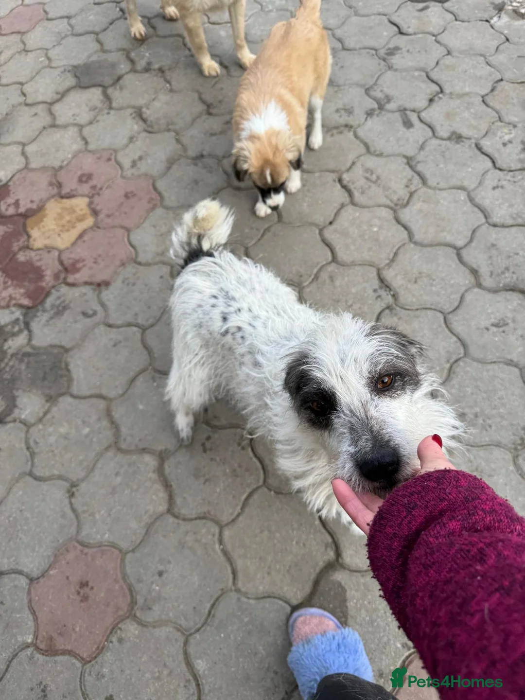Mixed Breed dogs for adoption: 🐾MIRA🐾, a beautiful young girl for a Loving Home - Advert 9