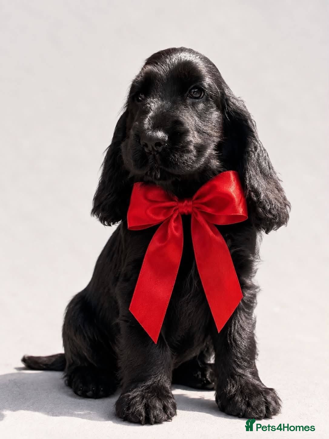 Cocker Spaniel dogs Ready now! Health tested show cocker spaniels - Advert 2