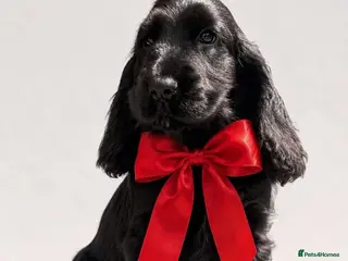 Cocker Spaniel dogs Ready now! Health tested show cocker spaniels - Advert 2