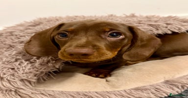 Miniature Dachshund dogs **REDUCED**PRA Clear, KC Reg Miniature Dachshund  - Advert 2