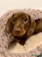 Miniature Dachshund dogs **REDUCED**PRA Clear, KC Reg Miniature Dachshund - Advert 2