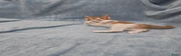 Mixed Breed cats for sale: 8 WEEKS OLD FLUFFY Kittens VIDEOS - Advert 5