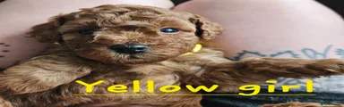 Cockapoo 3