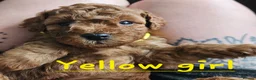 Cockapoo dogs for sale: 🐶 Lovable Teddy Bear red Toy Cockapoo Puppies 🐶  - Advert 5