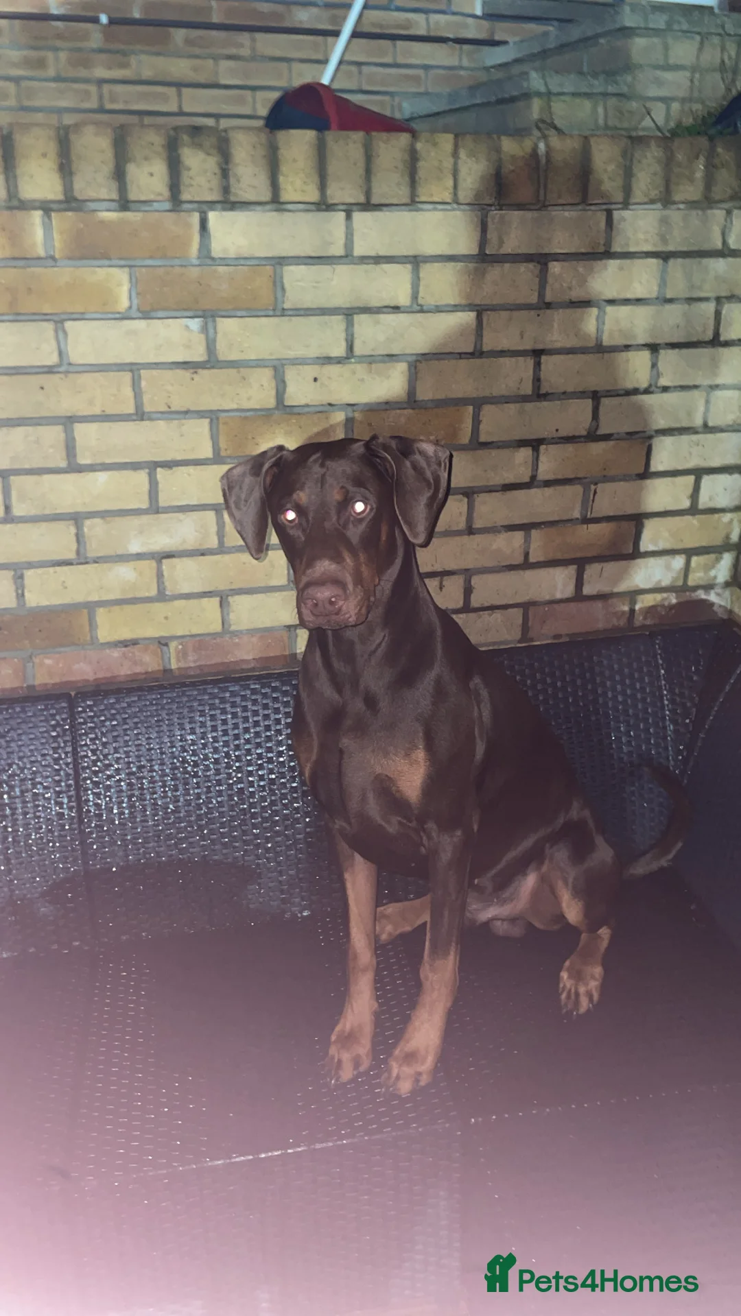 Dobermann dogs for stud: Doberman proven stud  - Advert 1