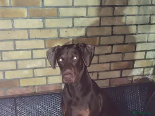 Dobermann dogs Doberman proven stud - Advert 2