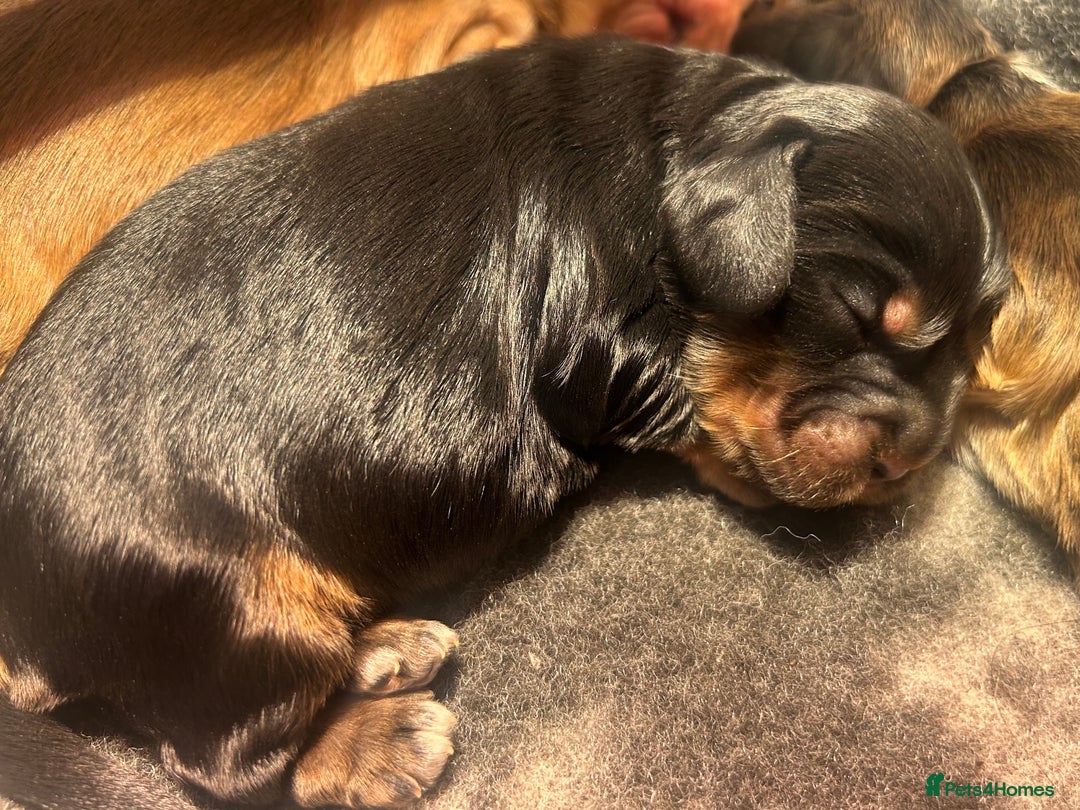 Cocker Spaniel dogs for sale: KC Reg Show Type Cocker Spaniel Puppies  - Advert 3