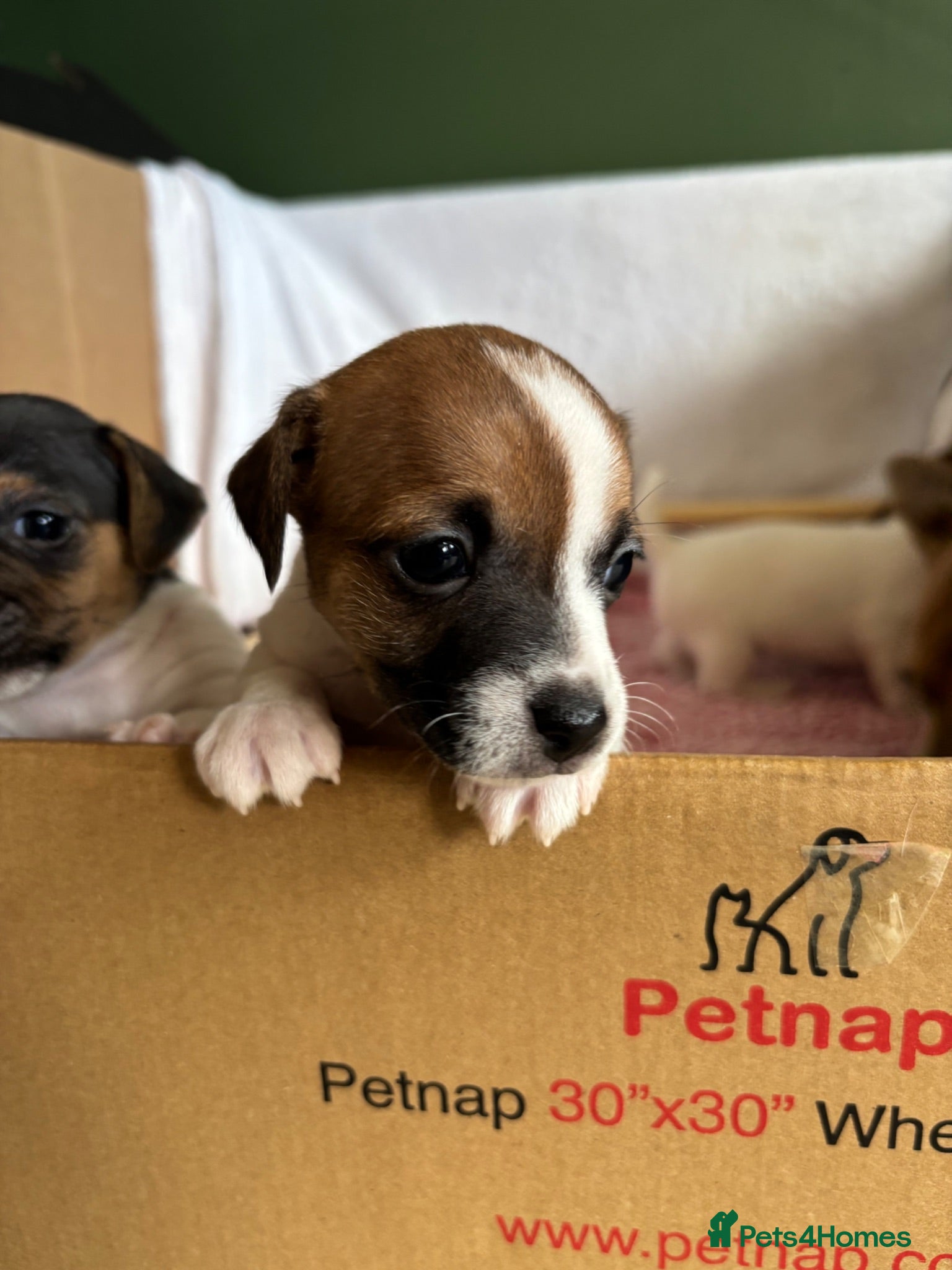 Jack Russell dogs Jack Russell Puppies - Girls - Advert 3