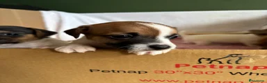 Jack Russell 2