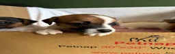 Jack Russell dogs for sale: Jack Russell Puppies - Girls - Advert 1
