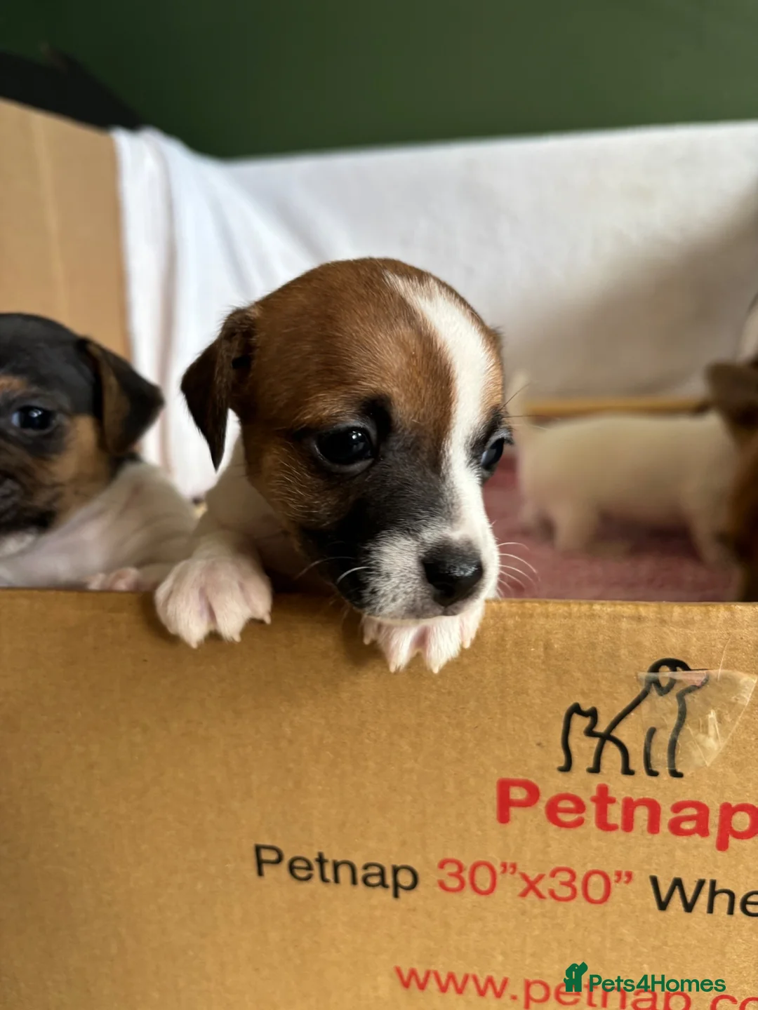Jack Russell dogs for sale: Jack Russell Puppies - Girls - Advert 1