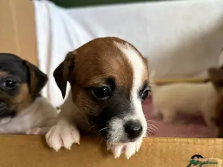 Jack Russell dogs Jack Russell Puppies - Girls - Advert 3