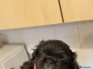 Pekingese dogs Pekingese puppies - Advert 4