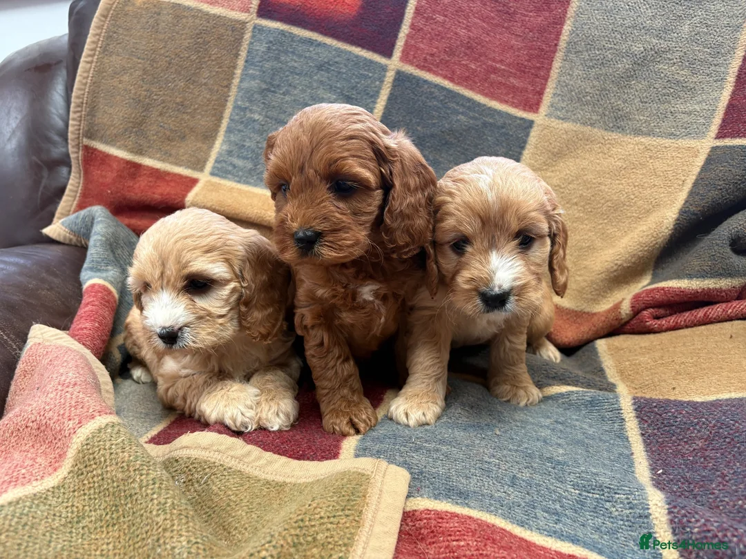 Cavapoo dogs for sale: Beautiful Cavapoo puppies  - Advert 2