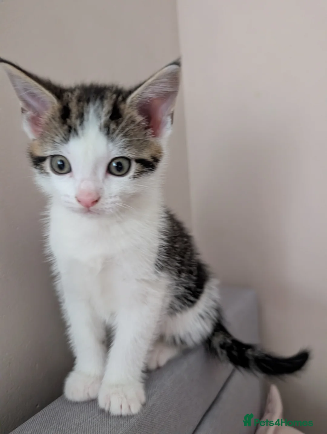 Mixed Breed cats for sale: Beautiful kittens  in Southampton - Advert 30