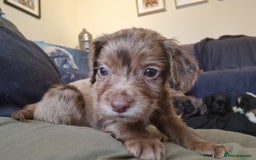 Cocker Spaniel dogs for sale: Cocker Spaniel puppies - Image 7