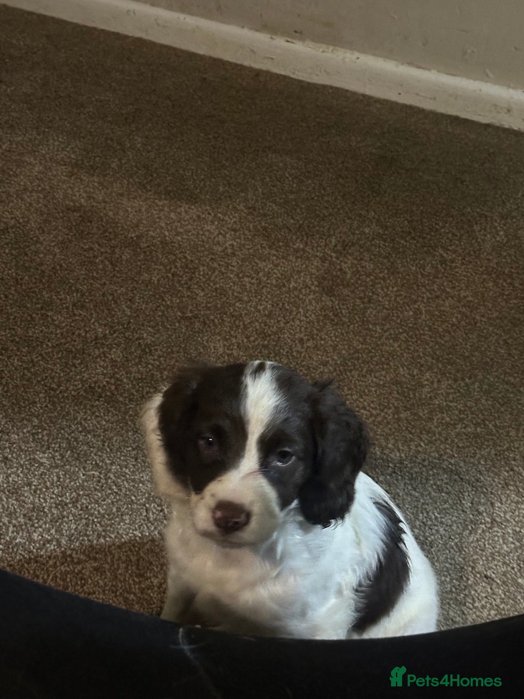 English Springer Spaniel dogs for sale: 7 beautiful springer spaniels - Image 6