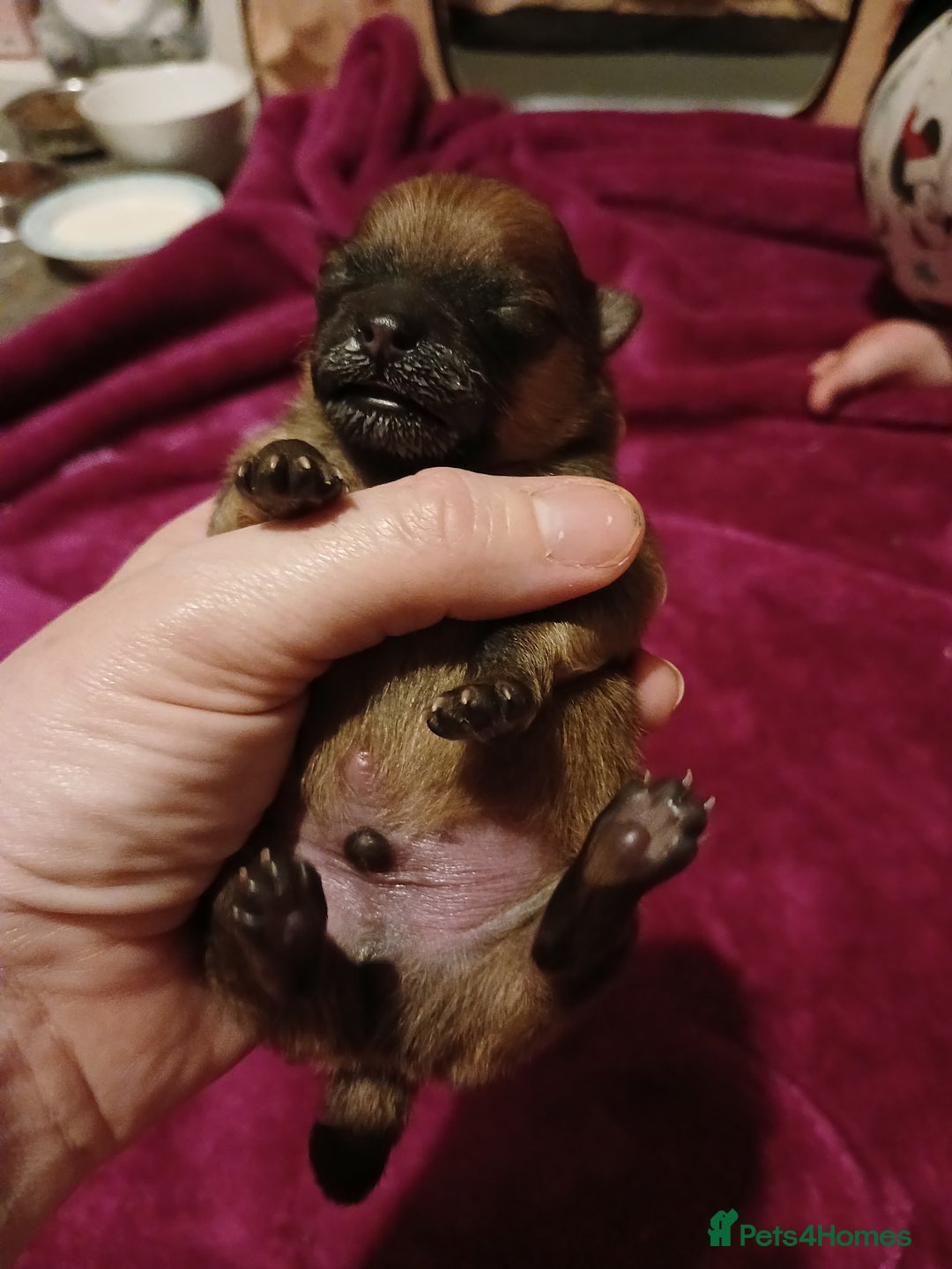 Pomeranian dogs for sale: Male pomerian  - Advert 7