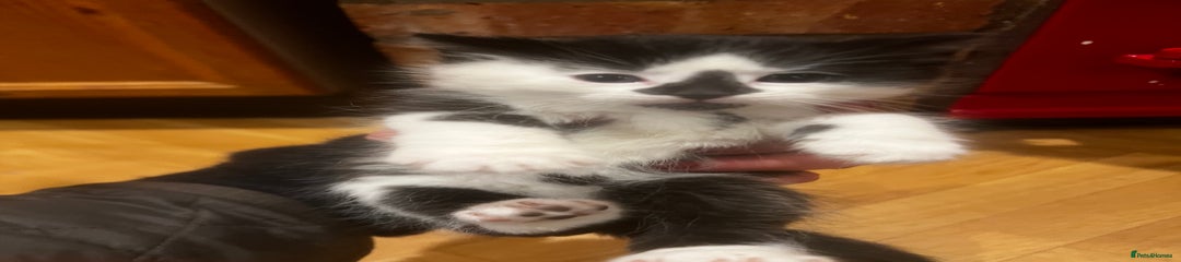 Mixed Breed Kitten 7