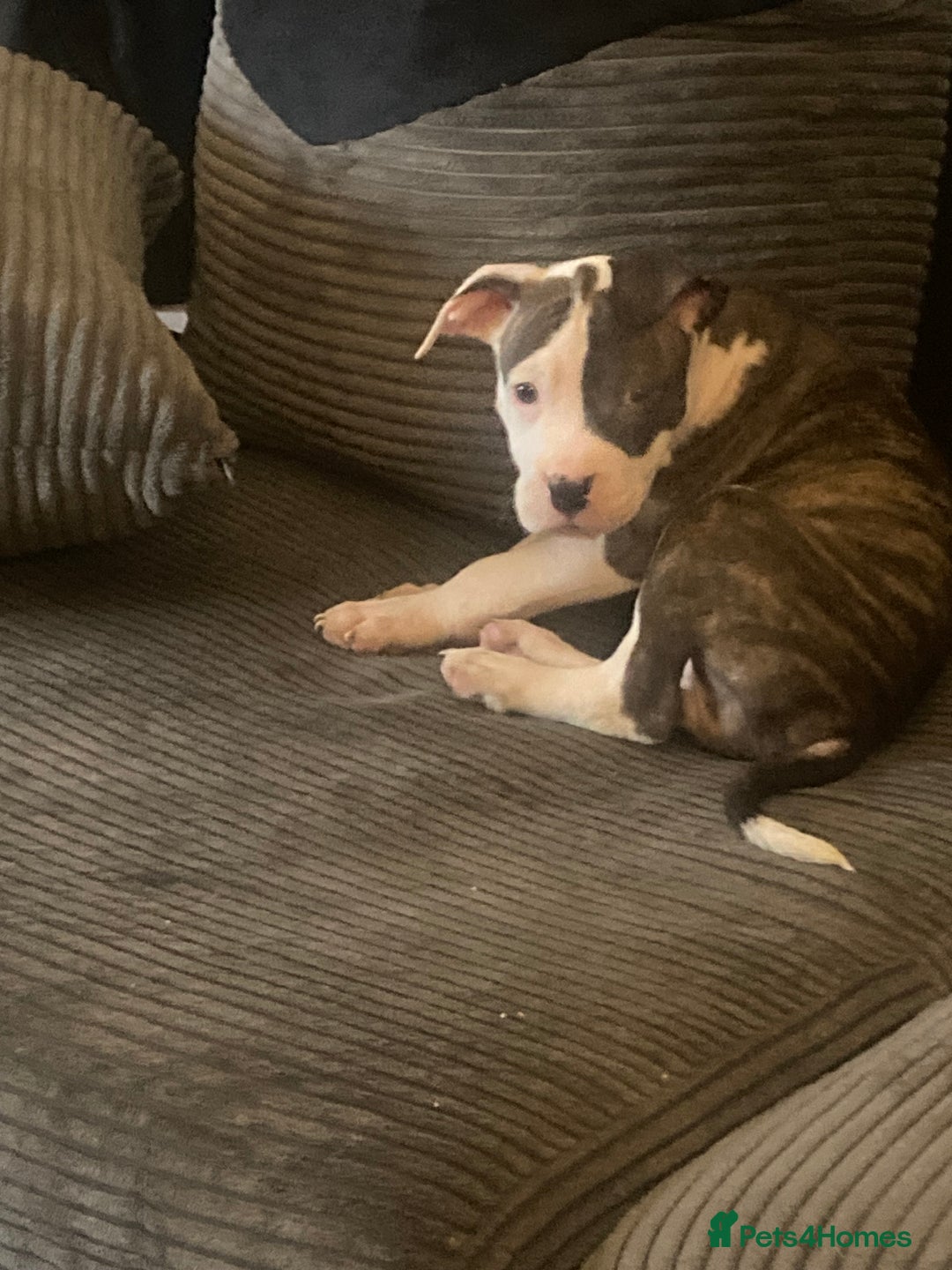 American Bulldog dogs for sale: american bulldog puppies - Image 2