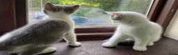 British Shorthair cats for sale: GCCF BSH Kittens Direct Grand Champion Lines  - Advert 11