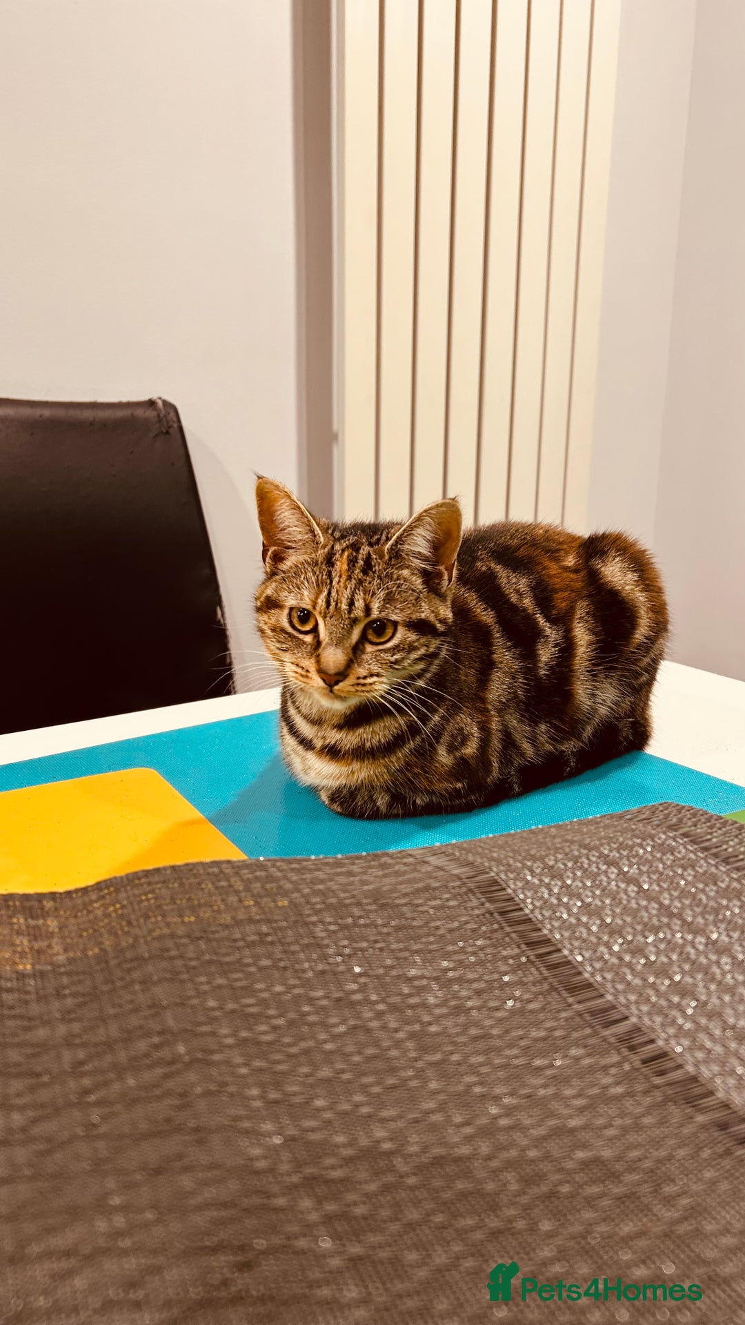 Bengal cats for sale: Ella  - Advert 8