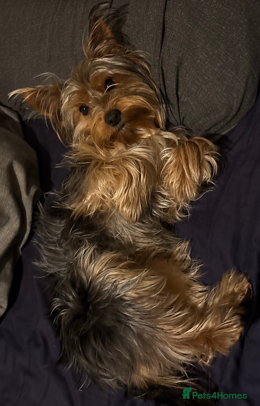 Yorkshire Terrier dogs for stud: For STUD - Advert 13