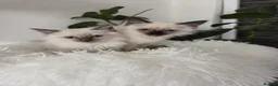 Ragdoll cats for sale: Ragdoll kittens  - Advert 3