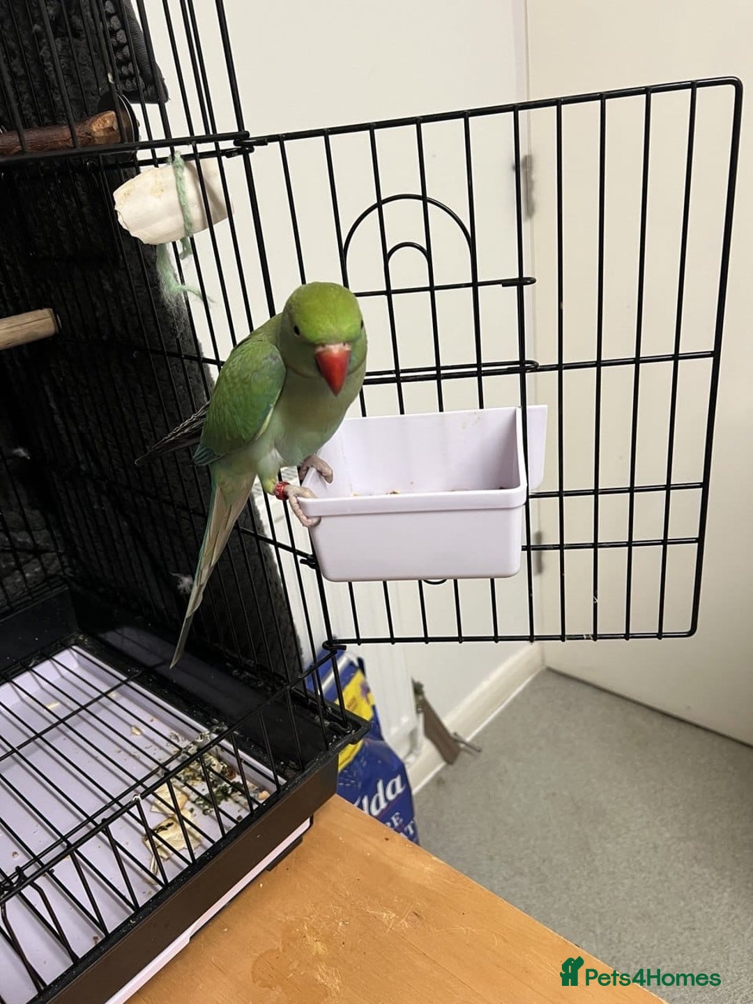 Parrots birds for sale: Beautiful super tame Ringneck parrots  - Image 2