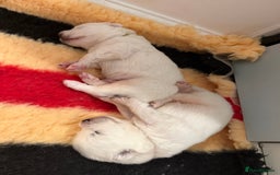 Samoyed dogs for sale: Beautiful Pure Breed Samoyed Puppies - Image 9