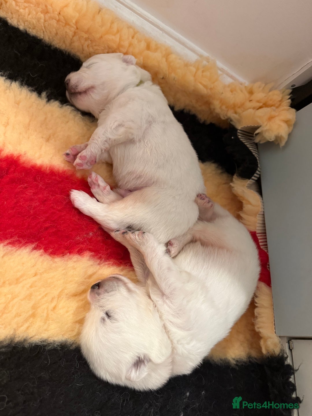 Samoyed dogs for sale: Beautiful Pure Breed Samoyed Puppies - Image 9