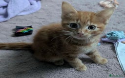 Mixed Breed cats for sale: 10 weeks of beautiful ginger boy kittens - Image 6