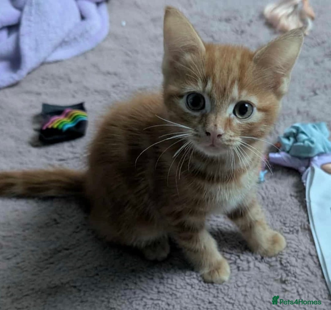 Mixed Breed cats for sale: 10 weeks of beautiful ginger boy kittens - Image 6