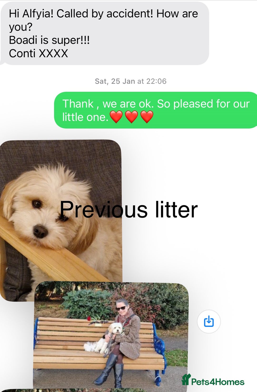 Cavapoo dogs for sale: Six cavapoo puppies F2( d.o.b. 23.10.2025) - Advert 11